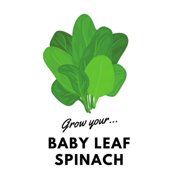 Grow Your Baby Spinach: Organic Seeds - Mucky Knees Gift Boutique