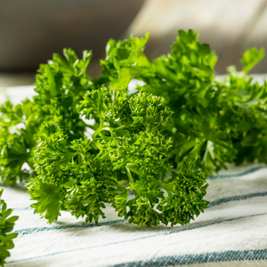 Growing Curly Parsley