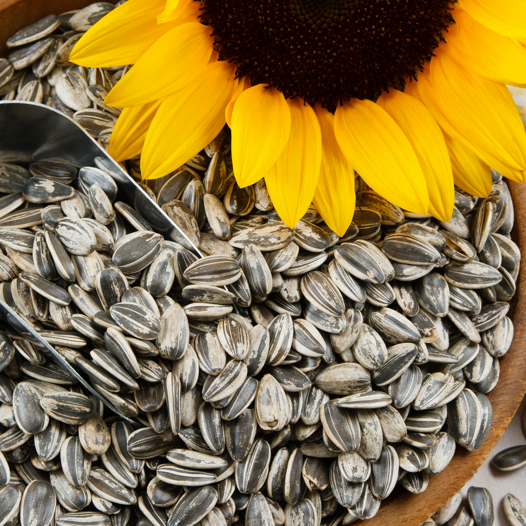 Sunflower Seed Recipes