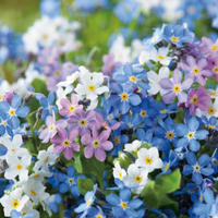 Grow Your Forget Me Not Colour Burst: Seeds - Mucky Knees Gift Boutique