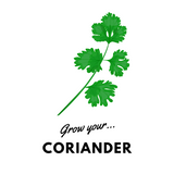 Grow Your Coriander: Organic Seeds - Mucky Knees Gift Boutique