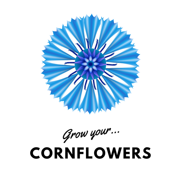 Grow Your Cornflowers: Seeds - Mucky Knees Gift Boutique