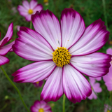 Grow Your Cosmos: Seeds - Mucky Knees Gift Boutique