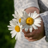 Grow Your Crazy Daisy: Seeds - Mucky Knees Gift Boutique