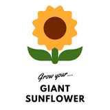 Grow Your Giant Sunflower: Seeds - Mucky Knees Gift Boutique