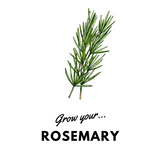 Grow Your Rosemary: Organic Seeds - Mucky Knees Gift Boutique