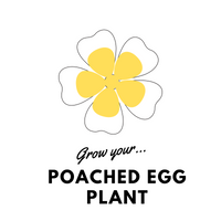 Grow Your Poached Egg Plant: Seeds - Mucky Knees Gift Boutique
