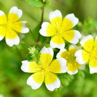 Grow Your Poached Egg Plant: Seeds - Mucky Knees Gift Boutique