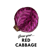Grow Your Red Cabbage: Organic Seeds - Mucky Knees Gift Boutique