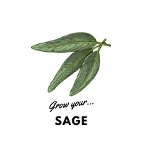 Grow Your Sage: Organic Seeds - Mucky Knees Gift Boutique