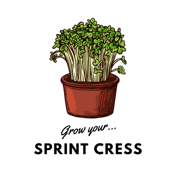 Grow Your Sprint Cress: Organic Seeds - Mucky Knees Gift Boutique
