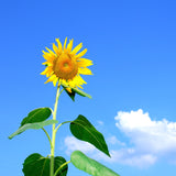 Grow Your Giant Sunflower: Seeds - Mucky Knees Gift Boutique