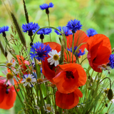 Grow Your Wildflower Lucky Dip: Seeds - Mucky Knees Gift Boutique